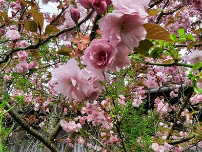 Hochzeit - Herbsthochzeit - Arnstorf - Blick vom französischen Gartenzimmer auf die Kirschblüte - Der Malerhof
