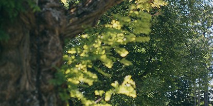Hochzeit - Umgebung: am Land - Mattersburg - Alte Bäume schaffen ein uriges Ambiente. - Schloß Strelzhof
