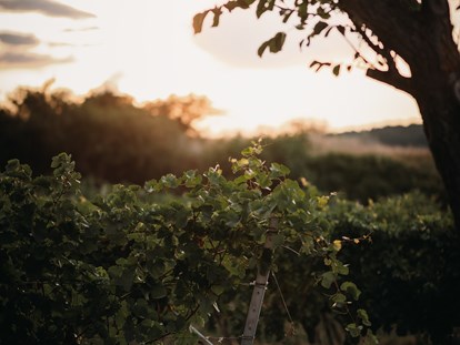 Hochzeit - Hochzeits-Stil: Rustic - Während langsam die Sonne über dem Weingut Leo HILLINGER untergeht wird im Inneren fleißig gefeiert. - WEINGUT LEO HILLINGER
