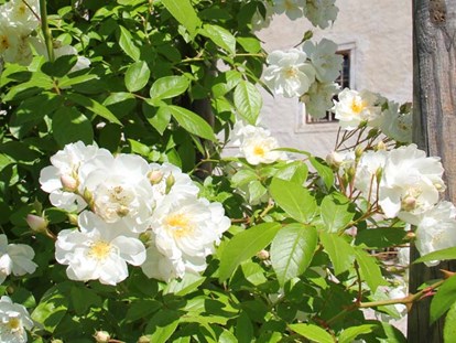 Hochzeit - Umgebung: im Park - Im Sommer blühen an den historischen Apfelbäumen duftende weiße Kletterrosen. - Landschloss Parz