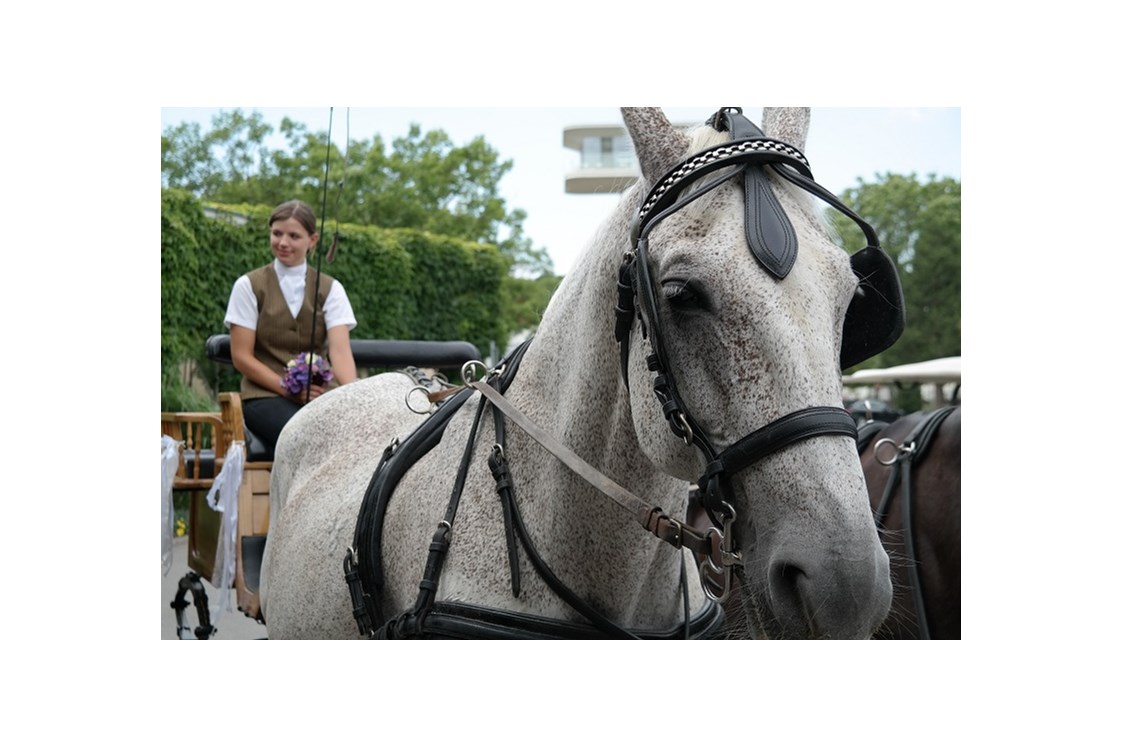 Hochzeit: Hochzeitskutsche (hauseigene Pferdestall) - VILA VITA Pannonia